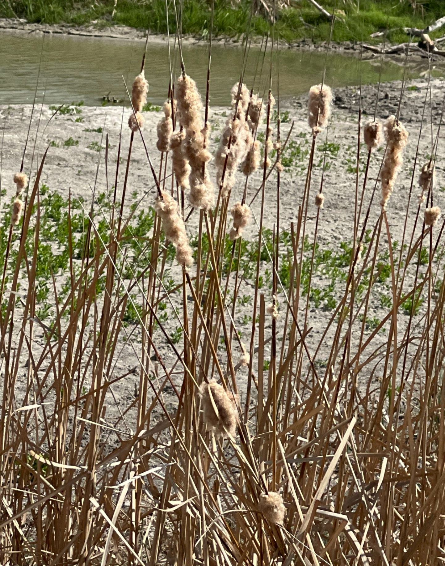 Typha domingensis / Southern cattail – Paleo Foraging